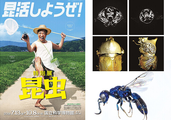 「特別展昆虫」カブトムシのマイクロCTスキャン画像（上）再構成された３D画像（下）