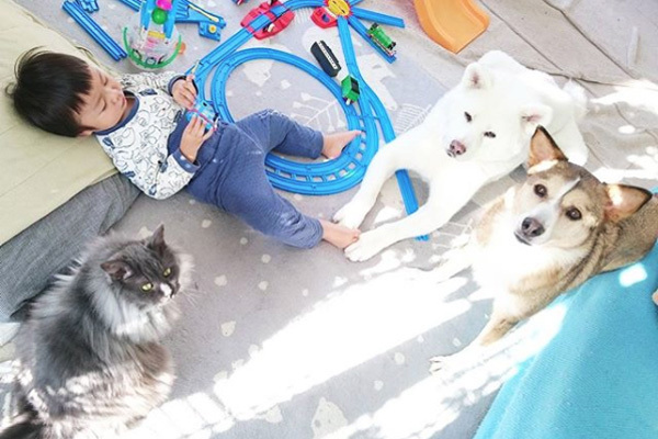 【いぬねこ うちのこ。】ぶんちゃん（２歳）と大きな犬たちと猫のわかば／こましろ母さん