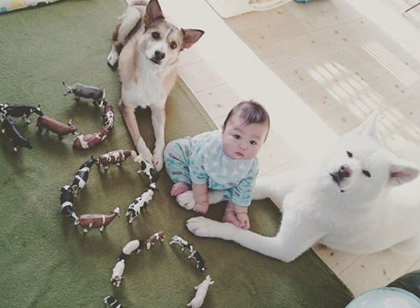 【いぬねこ うちのこ。】ぶんちゃん（２歳）と大きな犬たちと猫のわかば／こましろ母さん