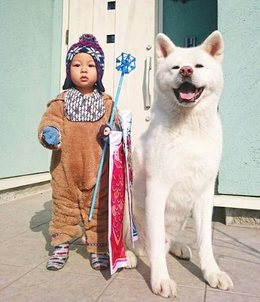 【いぬねこ うちのこ。】ぶんちゃん（２歳）と大きな犬たちと猫のわかば／こましろ母さん