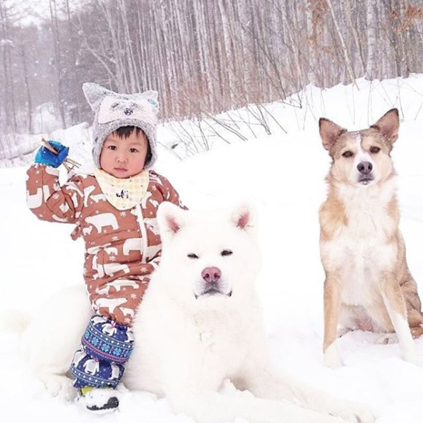 【いぬねこ うちのこ。】ぶんちゃん（２歳）と大きな犬たちと猫のわかば／こましろ母さん