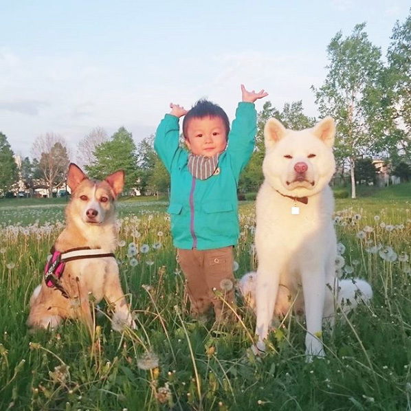 【いぬねこ うちのこ。】ぶんちゃん（２歳）と大きな犬たちと猫のわかば／こましろ母さん