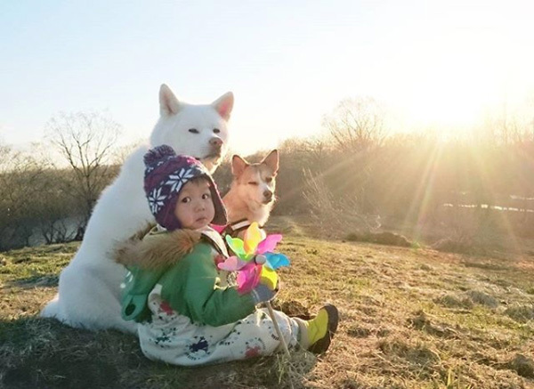 【いぬねこ うちのこ。】ぶんちゃん（２歳）と大きな犬たちと猫のわかば／こましろ母さん