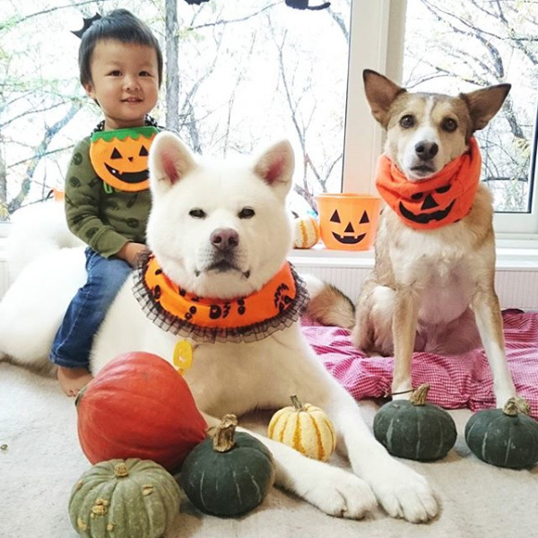 【いぬねこ うちのこ。】ぶんちゃん（２歳）と大きな犬たちと猫のわかば／こましろ母さん