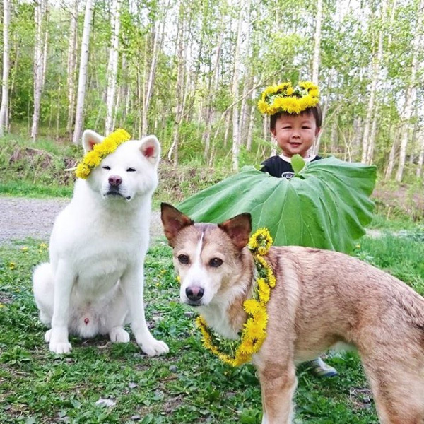【いぬねこ うちのこ。】ぶんちゃん（２歳）と大きな犬たちと猫のわかば／こましろ母さん