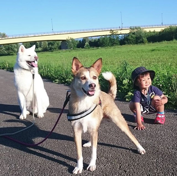 【いぬねこ うちのこ。】ぶんちゃん（２歳）と大きな犬たちと猫のわかば／こましろ母さん