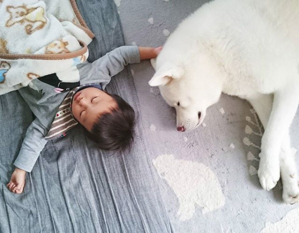 【いぬねこ うちのこ。】ぶんちゃん（２歳）と大きな犬たちと猫のわかば／こましろ母さん