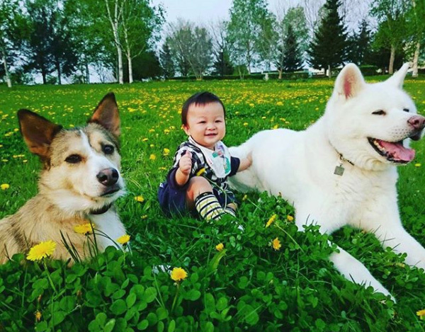 【いぬねこ うちのこ。】ぶんちゃん（２歳）と大きな犬たちと猫のわかば／こましろ母さん