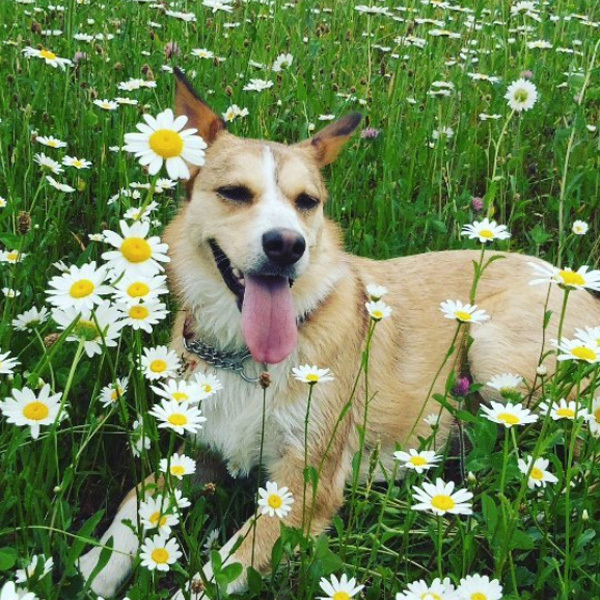 【いぬねこ うちのこ。】ぶんちゃん（２歳）と大きな犬たちと猫のわかば／こましろ母さん