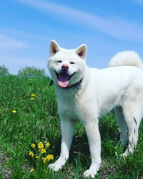 【いぬねこ うちのこ。】ぶんちゃん（２歳）と大きな犬たちと猫のわかば／こましろ母さん