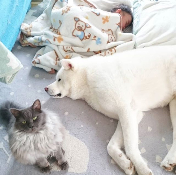 【いぬねこ うちのこ。】ぶんちゃん（２歳）と大きな犬たちと猫のわかば／こましろ母さん