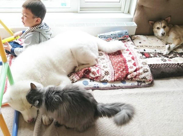 【いぬねこ うちのこ。】ぶんちゃん（２歳）と大きな犬たちと猫のわかば／こましろ母さん