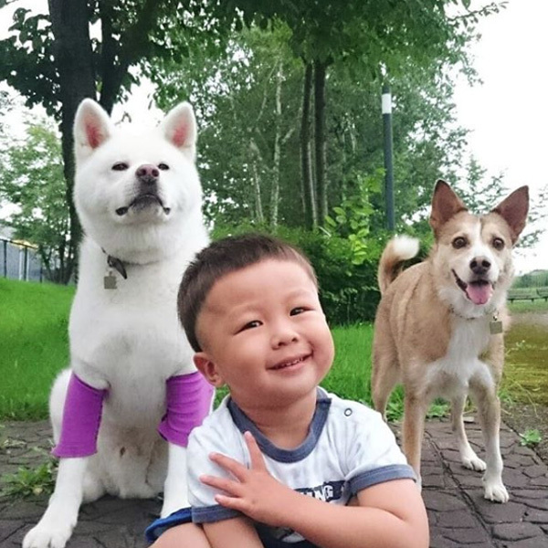 【いぬねこ うちのこ。】ぶんちゃん（２歳）と大きな犬たちと猫のわかば／こましろ母さん