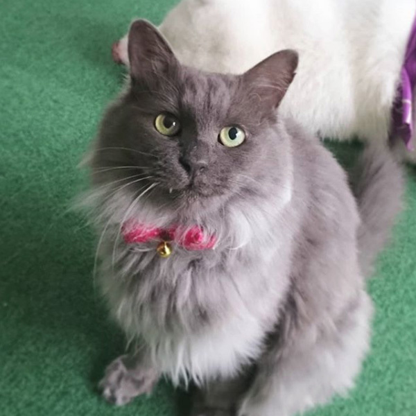 【いぬねこ うちのこ。】ぶんちゃん（２歳）と大きな犬たちと猫のわかば／こましろ母さん