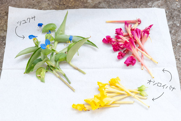 夏のお花を子どもと楽しむ！ 鮮やかな色水あそび【昔ながらが”今”楽しい！レトロアートレシピ Vol.10】