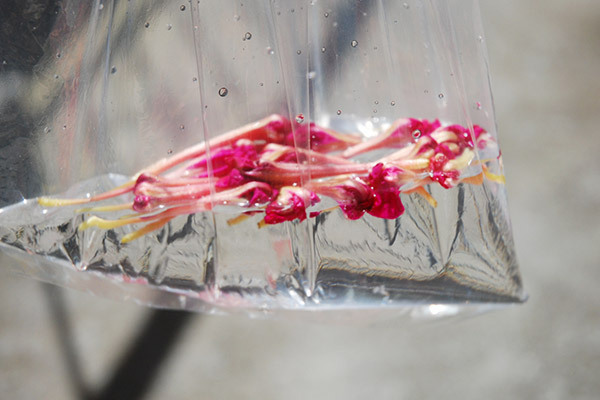 夏のお花を子どもと楽しむ！ 鮮やかな色水あそび【昔ながらが”今”楽しい！レトロアートレシピ Vol.10】