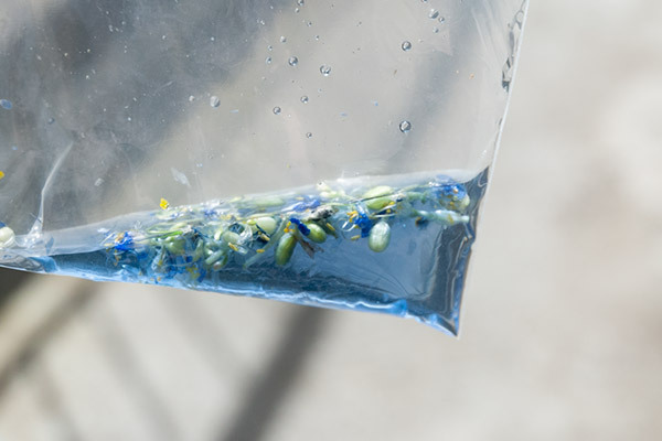 夏のお花を子どもと楽しむ！ 鮮やかな色水あそび【昔ながらが”今”楽しい！レトロアートレシピ Vol.10】