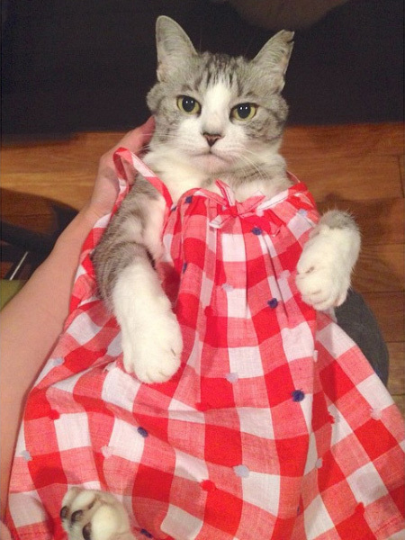 【いぬねこ うちのこ。】なまこちゃん（3歳）と猫のサバ美（推定10歳）／坂本美雨さん