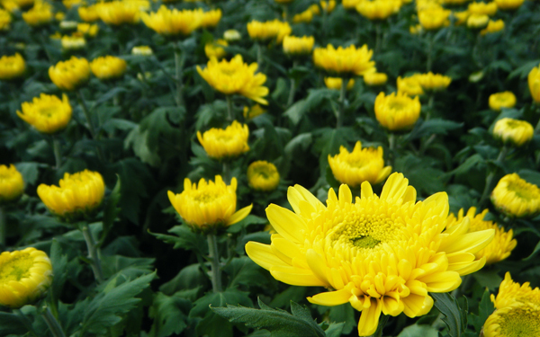 間違ってない？ 旦那の実家で失敗しないお墓参りの作法