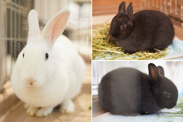 小さな子どもと犬猫たちが  “家庭で共生する”  ためのコツ【友森玲子さんインタビュー】（前編）