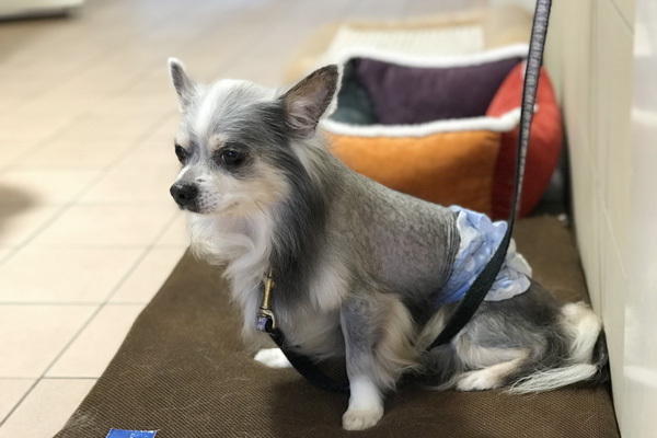 小さな子どもと犬猫たちが  “家庭で共生する”  ためのコツ【友森玲子さんインタビュー】（前編）