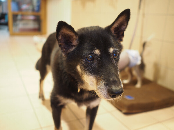 小さな子どもと犬猫たちが  “家庭で共生する”  ためのコツ【友森玲子さんインタビュー】（前編）