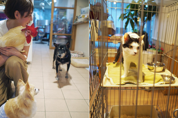 小さな子どもと犬猫たちが  “家庭で共生する”  ためのコツ【友森玲子さんインタビュー】（前編）