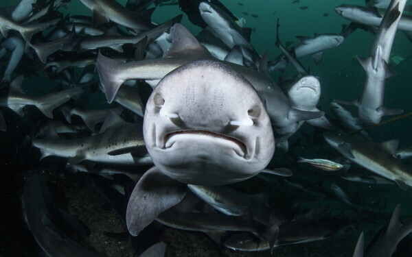 夏休み自由研究「好きを仕事にする第一歩！」“サメ博士”が教える自由研究のコツ