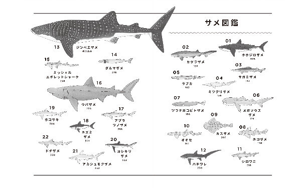 夏休み自由研究「好きを仕事にする第一歩！」“サメ博士”が教える自由研究のコツ