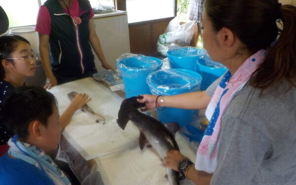 夏休み自由研究「好きを仕事にする第一歩！」“サメ博士”が教える自由研究のコツ