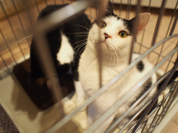 子どもに「動物を飼いたい」と言われたら親が考えるべきこと【友森玲子さんインタビュー】（後編）