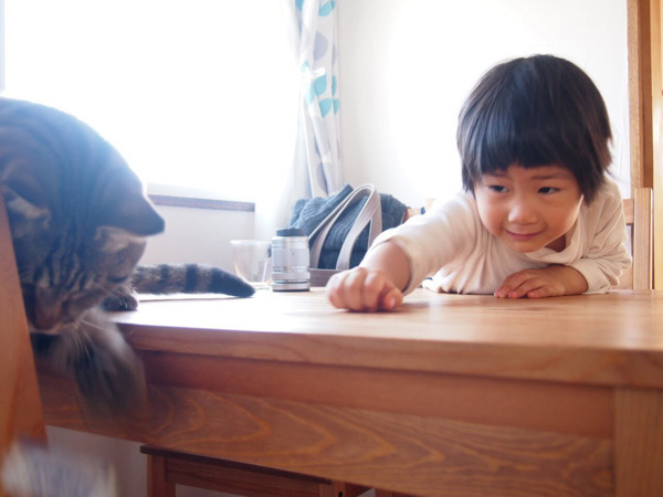 【いぬねこ うちのこ。】小さな兄弟と猫の金太郎とあずき／yukariiiさん