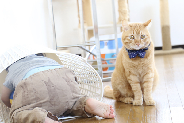 【いぬねこ うちのこ。】小さな兄弟と猫の金太郎とあずき／yukariiiさん