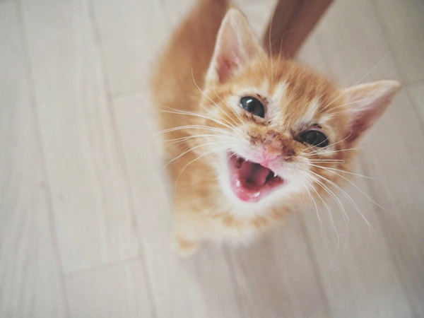 【いぬねこ うちのこ。】小さな兄弟と猫の金太郎とあずき／yukariiiさん