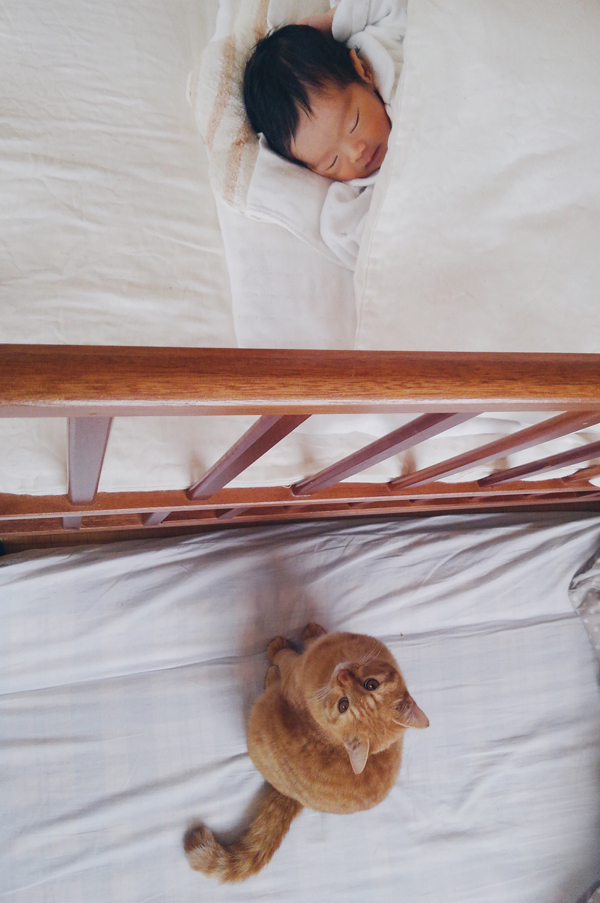 【いぬねこ うちのこ。】小さな兄弟と猫の金太郎とあずき／yukariiiさん