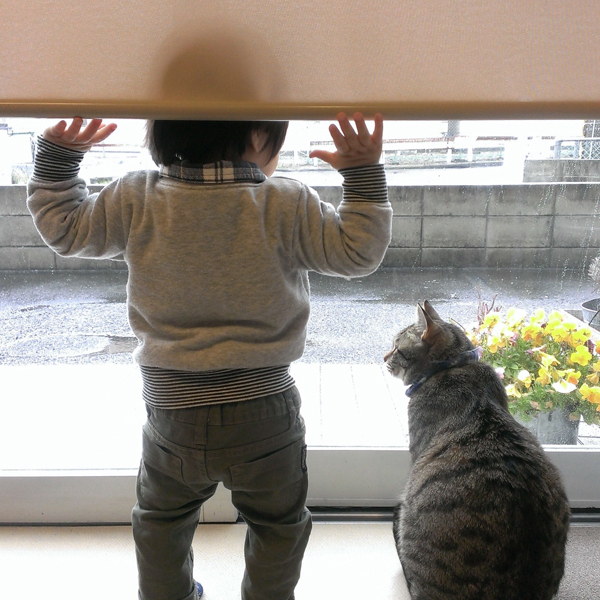 【いぬねこ うちのこ。】小さな兄弟と猫の金太郎とあずき／yukariiiさん