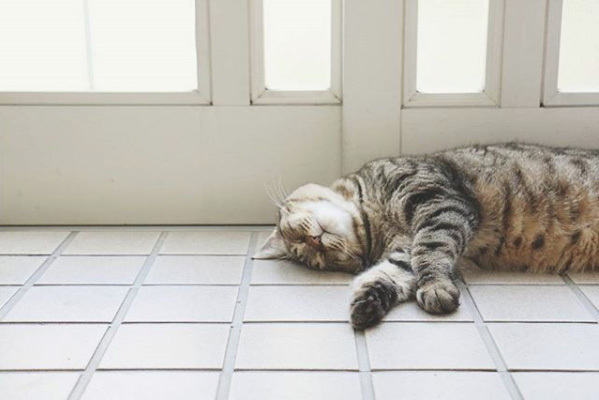 【いぬねこ うちのこ。】小さな兄弟と猫の金太郎とあずき／yukariiiさん