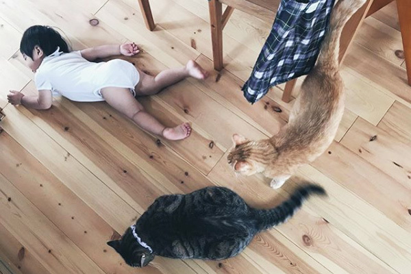 【いぬねこ うちのこ。】小さな兄弟と猫の金太郎とあずき／yukariiiさん