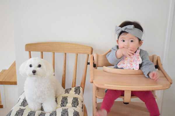 【いぬねこ うちのこ。】えなちゃん（1歳）とマルプーのフラン（2歳）／anさん