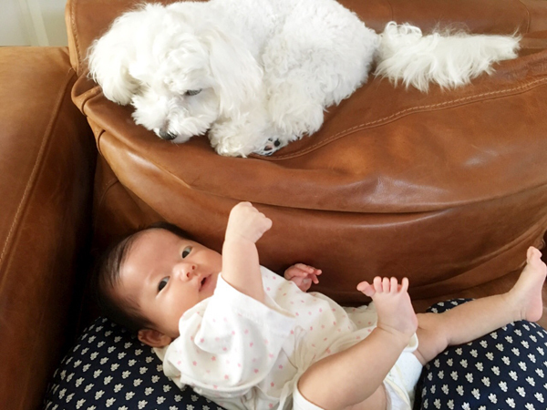 【いぬねこ うちのこ。】えなちゃん（1歳）とマルプーのフラン（2歳）／anさん