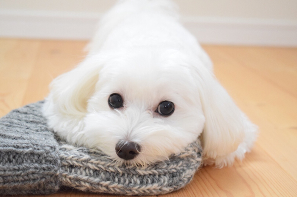 【いぬねこ うちのこ。】えなちゃん（1歳）とマルプーのフラン（2歳）／anさん