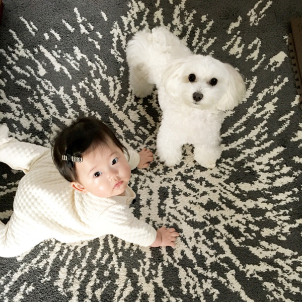 【いぬねこ うちのこ。】えなちゃん（1歳）とマルプーのフラン（2歳）／anさん