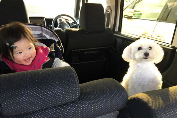 【いぬねこ うちのこ。】えなちゃん（1歳）とマルプーのフラン（2歳）／anさん