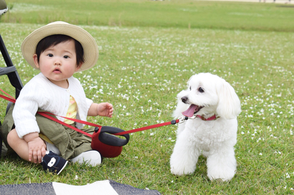 【いぬねこ うちのこ。】えなちゃん（1歳）とマルプーのフラン（2歳）／anさん