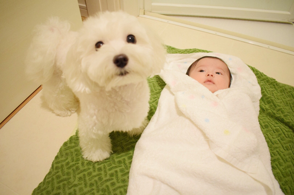 【いぬねこ うちのこ。】えなちゃん（1歳）とマルプーのフラン（2歳）／anさん