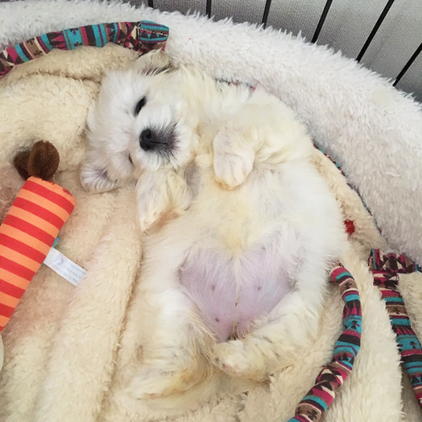 【いぬねこ うちのこ。】えなちゃん（1歳）とマルプーのフラン（2歳）／anさん