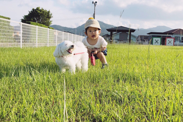【いぬねこ うちのこ。】えなちゃん（1歳）とマルプーのフラン（2歳）／anさん