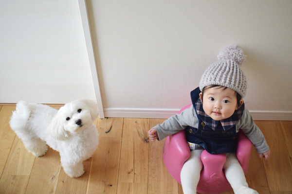 【いぬねこ うちのこ。】えなちゃん（1歳）とマルプーのフラン（2歳）／anさん