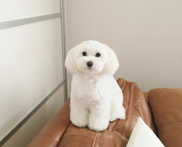 【いぬねこ うちのこ。】えなちゃん（1歳）とマルプーのフラン（2歳）／anさん