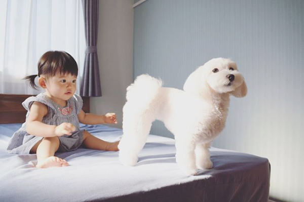 【いぬねこ うちのこ。】えなちゃん（1歳）とマルプーのフラン（2歳）／anさん